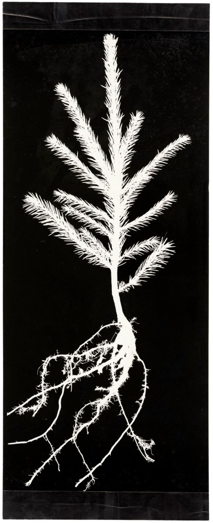 Hilla Becher (German, 1934-2015) 'Pflanzenstudie, Photogramme' (Plant study, photograms) 1960s Hilla Becher (German, 1934-2015) 'Pflanzenstudie, Photogramme' (Plant study, photograms) 1960s