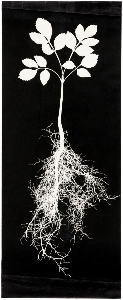 Hilla Becher (German, 1934-2015) 'Pflanzenstudie, Photogramme' (Plant study, photograms) 1960s Hilla Becher (German, 1934-2015) 'Pflanzenstudie, Photogramme' (Plant study, photograms) 1960s