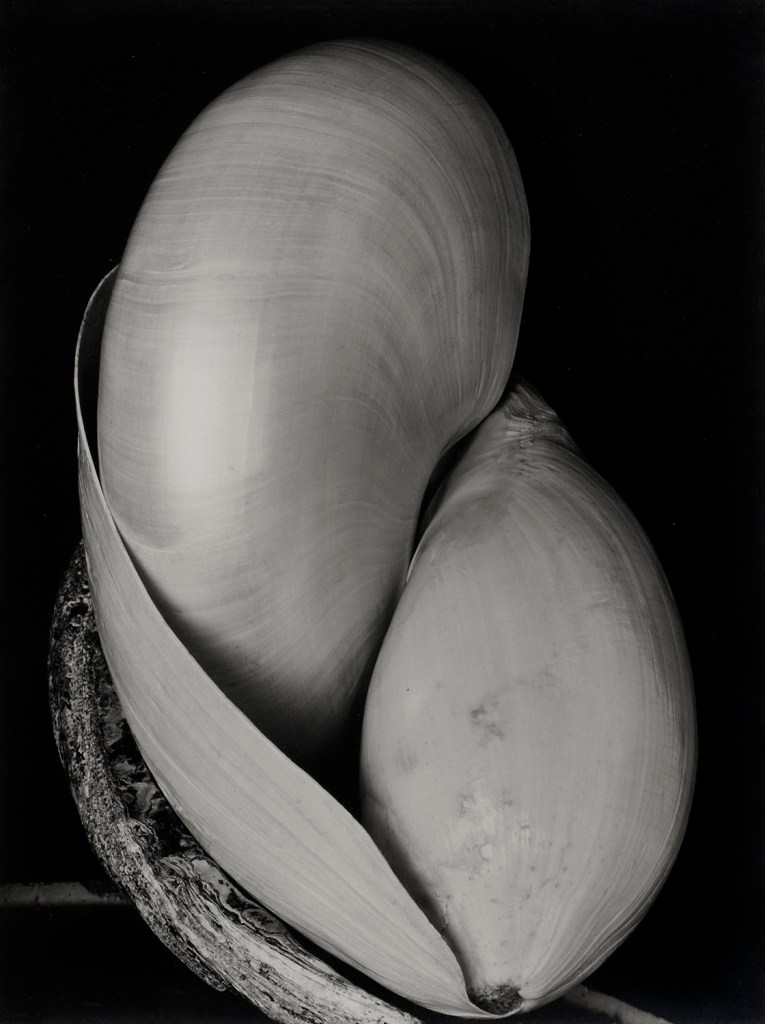 Edward Weston (American, 1886-1958) 'Shell' 1927
