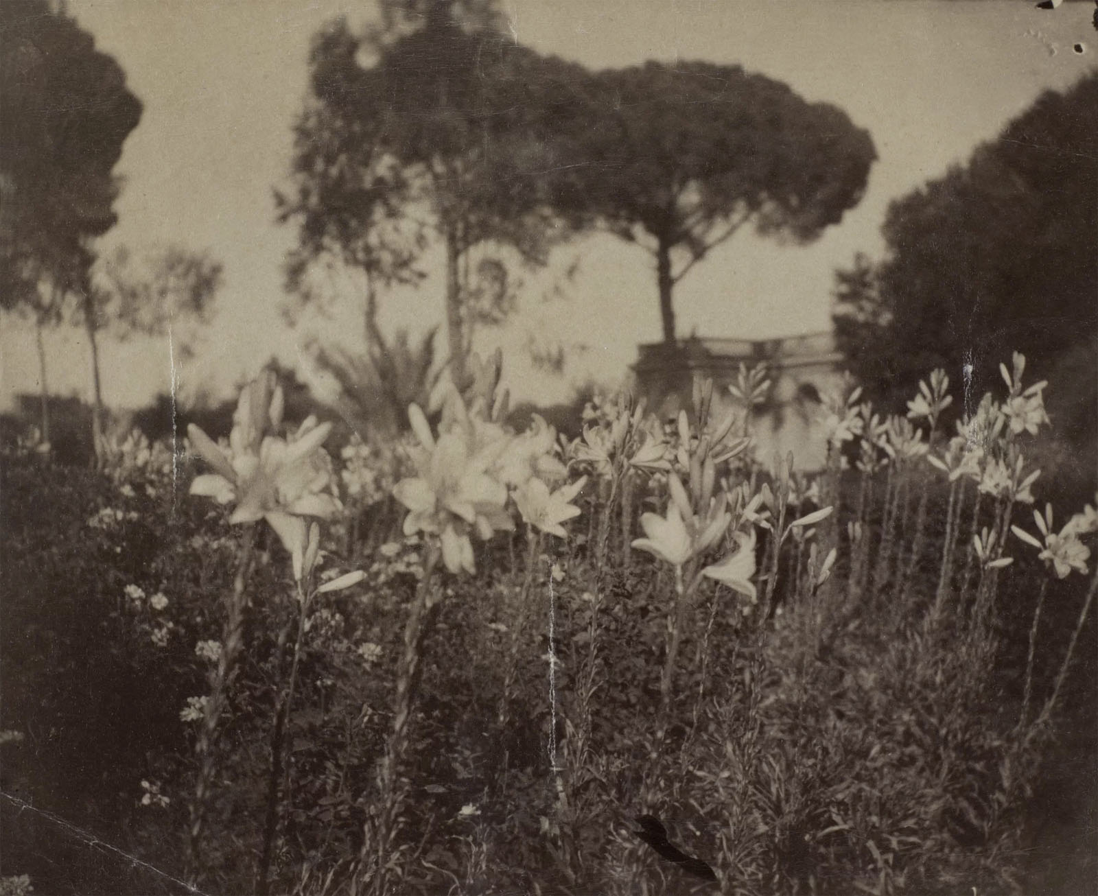 Gabrielle Hébert (French born Germany, 1853-1934) 'Lys des parterres, juin 1890' (Flowerbed lilies, June 1890) 1890 Gabrielle Hébert (French born Germany, 1853-1934) 'Lys des parterres, juin 1890' (Flowerbed lilies, June 1890) 1890