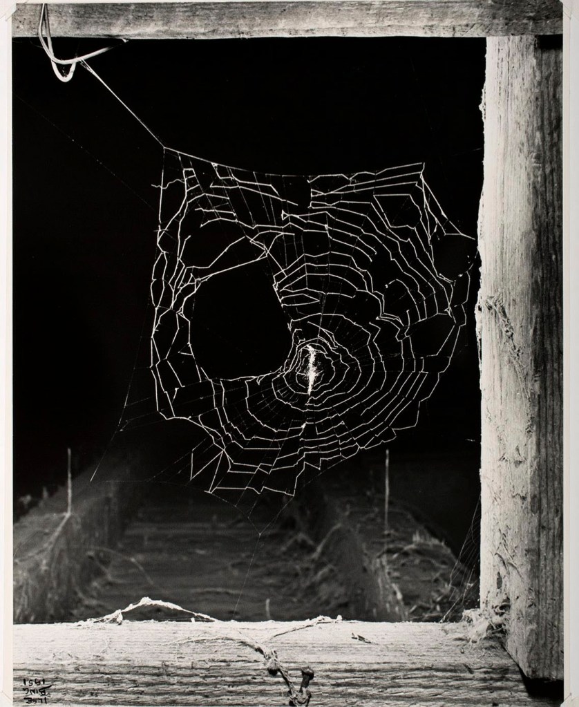 Ilse Bing (German, 1899-1998) 'Spider Web in Stables' 1951