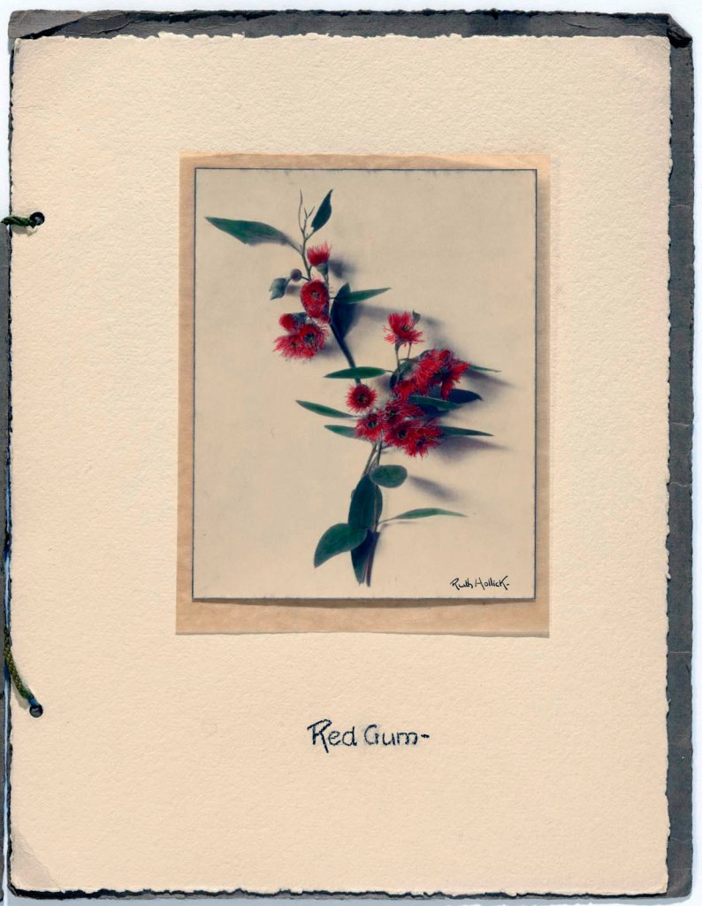 Ruth Hollick (Australian, 1883-1977) 'Australian wildflowers' 1950s