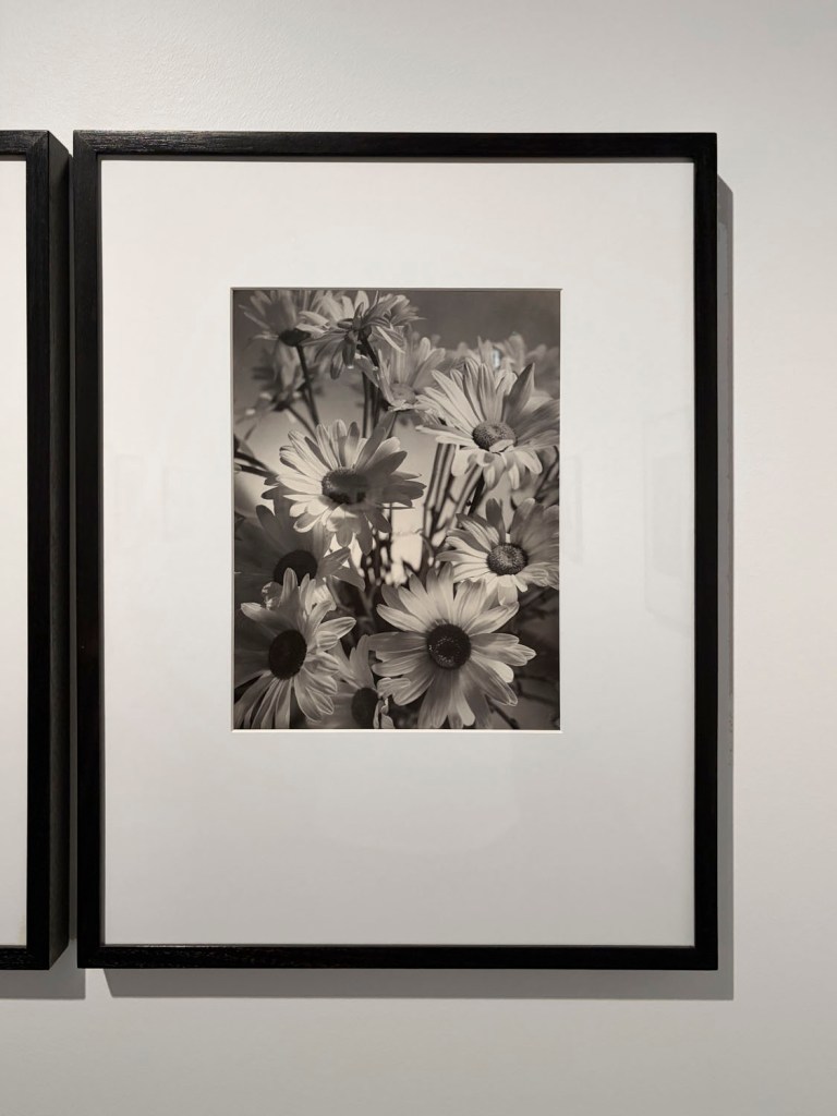 Olive Cotton (Australia 1911-2003) 'Shasta daisies' 1937, printed 1992 (installation view) Olive Cotton (Australia 1911-2003) 'Shasta daisies' 1937, printed 1992 (installation view)