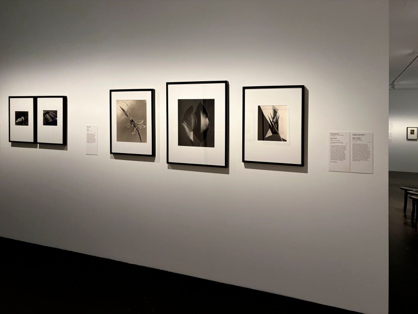 Installation view of the exhibition 'Women Photographers 1900-1975: A Legacy of Light' at NGV International, Melbourne, November 2025 - May 2026