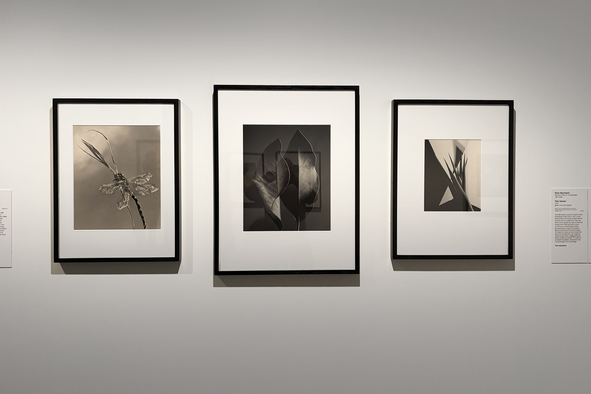 Installation view of the exhibition 'Women Photographers 1900-1975: A Legacy of Light' at NGV International, Melbourne, November 2025 - May 2026 showing at left, Grace Lock 'The fly' (c. 1960s); Ruth Bernhard 'Two Leaves' (1952); and at right, Imogen Cunningham 'Agave design I' (1920s, printed 1979) Installation view of the exhibition 'Women Photographers 1900-1975: A Legacy of Light' at NGV International, Melbourne, November 2025 - May 2026 showing at left, Grace Lock 'The fly' (c. 1960s); Ruth Bernhard 'Two Leaves' (1952); and at right, Imogen Cunningham 'Agave design I' (1920s, printed 1979)
