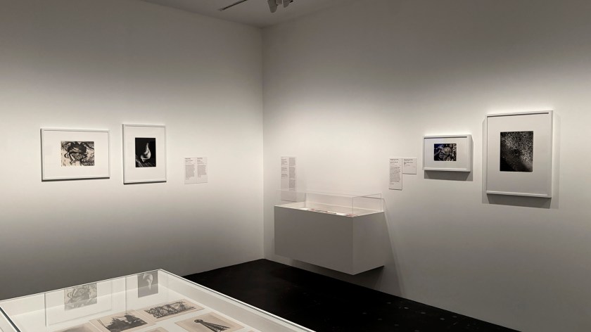 Installation view of the exhibition 'Women Photographers 1900-1975: A Legacy of Light' at NGV International, Melbourne, November 2025 - May 2026