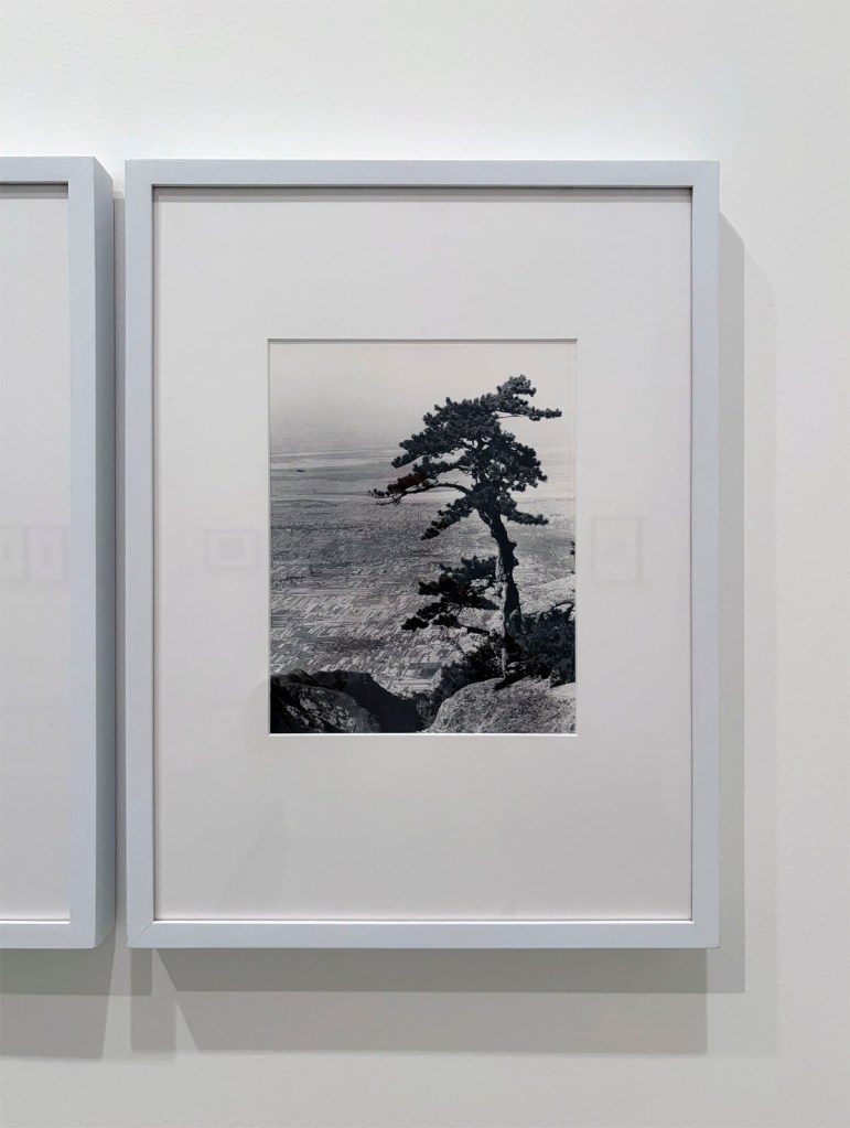 Hedda Morrison (Australian born Germany, 1908-1991) 'No title (Pine tree above the Yellow River plain)' 1935, printed 1970s (installation view)