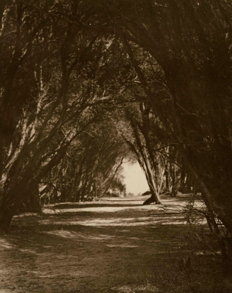 Dorothy Izard (Australian born England, 1882-1972) 'Ti-trees' 1920s