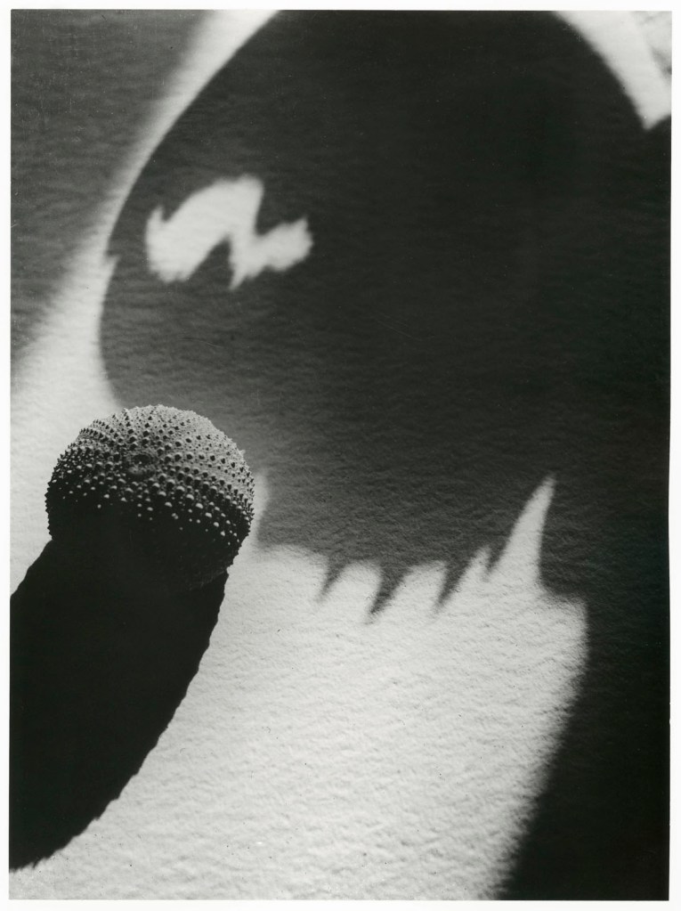 Lotte Collein (German, 1905-1995) 'Seeigel und Schatten einer Krebsschere' (Sea urchin and shadow of a crab claw) 1928