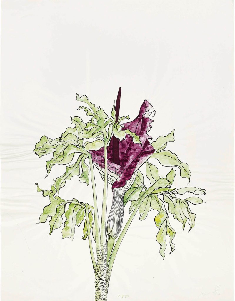 Ruth Asawa (American, 1926-2013) 'Untitled' (WC.090, Voodoo Lily) 1990 Ruth Asawa (American, 1926-2013) 'Untitled' (WC.090, Voodoo Lily) 1990