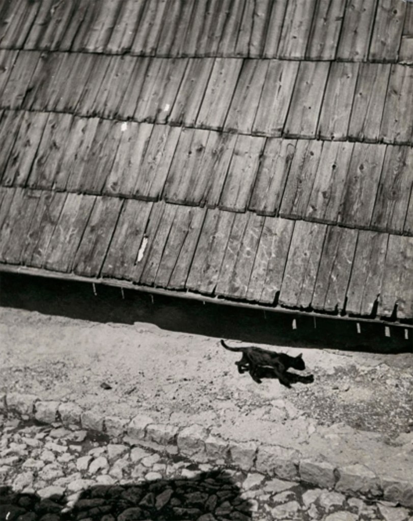 Etel Mittag-Fodor (Hungarian, 1905-2005) "The Cat who walks alone" Sarajevo, 1936