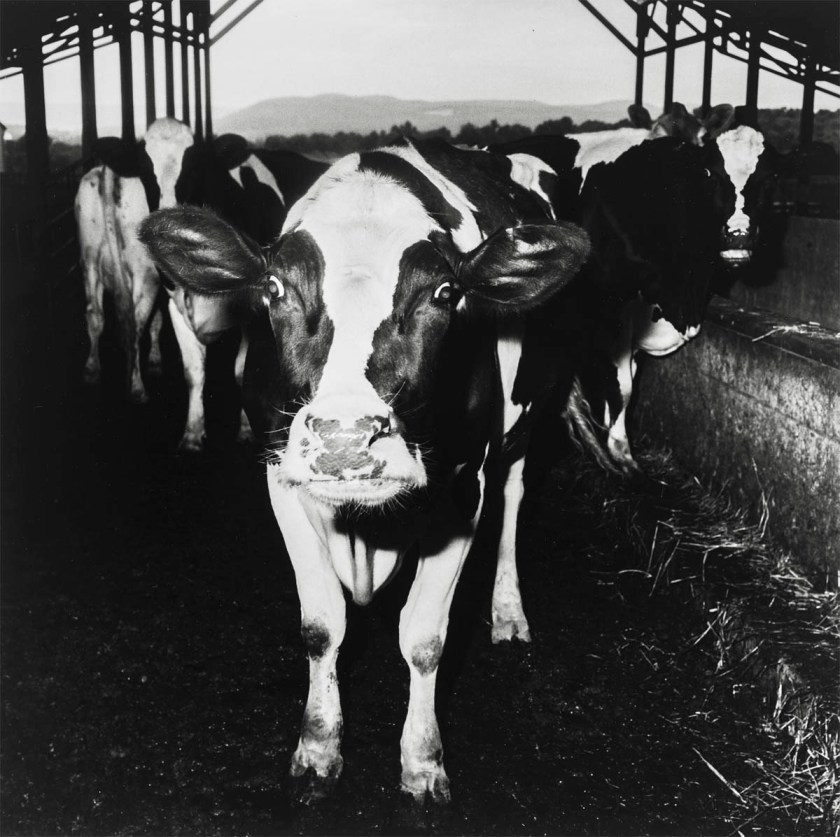 Peter Hujar (American, 1934-1987) 'Electric Cow' 1978